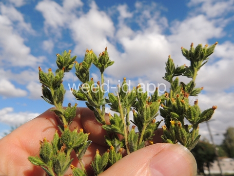 tarweed, cluster